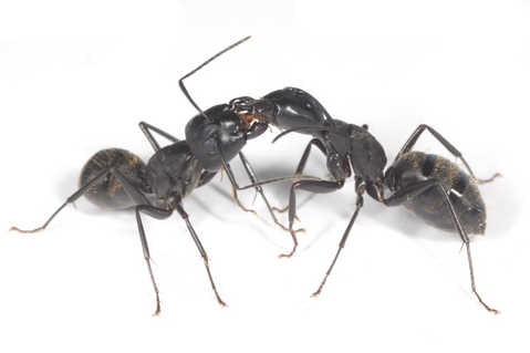 ��������������ܤ�