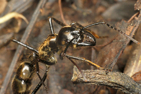 �ǥ��Υݥͥ�