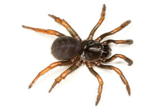 �����ʥ�ȥ��ƥ���