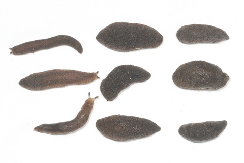 ���ܥ��ܥʥ᥯��