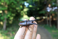 ノコギリクワガタ