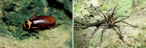 ���󥴥��֥ꡡ����������