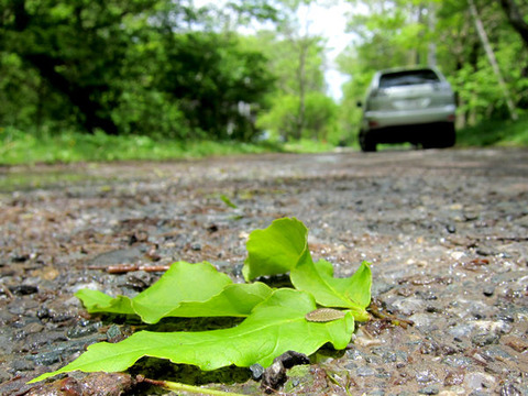 ウラキンシジミ