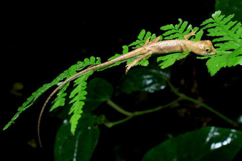 �������ޥ��Υܥ�ȥ���