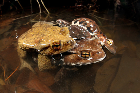 ヒキガエルの産卵