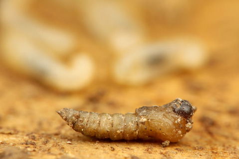 ¥±¥Ö¥«¥¢¥á¥¤¥í¥ª¥ª¥¢¥ê¤ÎÁã