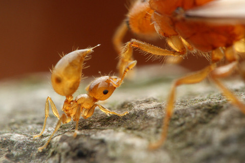 ���������ꥢ������η뺧����