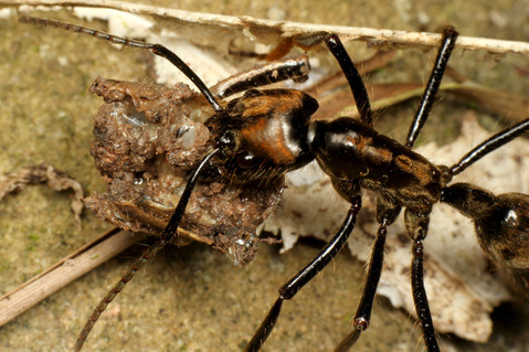 �ǥ��Υݥͥ�Dinoponera