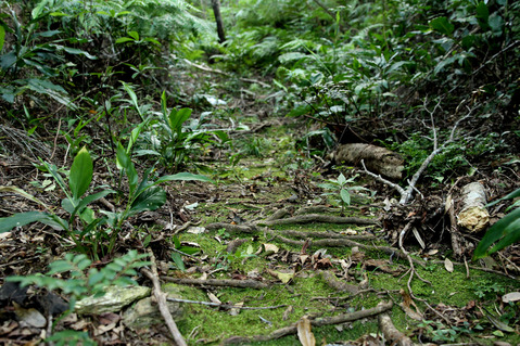 チャイロヒメサスライアリ