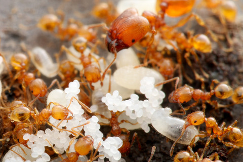 アズマオオズアリの巣