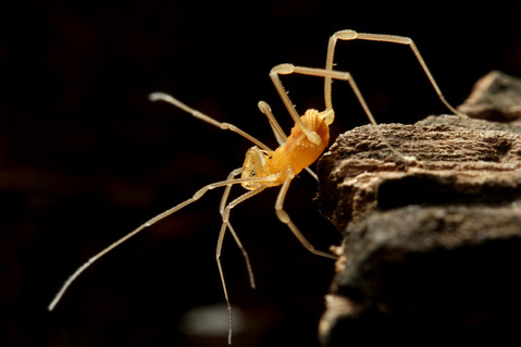 オヒキコシビロザトウムシ