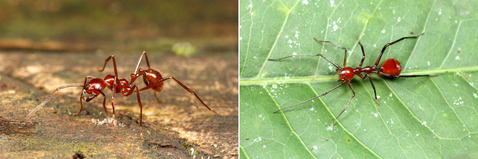 �ƥʥ�����ȥ��ꥰ��