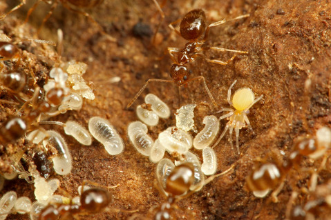 ¥¢¥á¥¤¥í¥¢¥ê¤ÎÁã¤ÇÊë¤é¤¹¥¯¥â