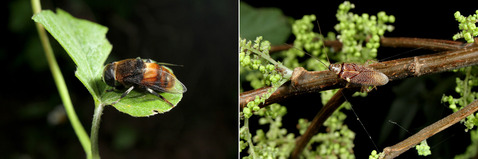 アブ アミメヒラタゴキブリ