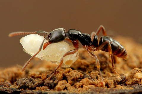 ヒメアリヤドリコバチ