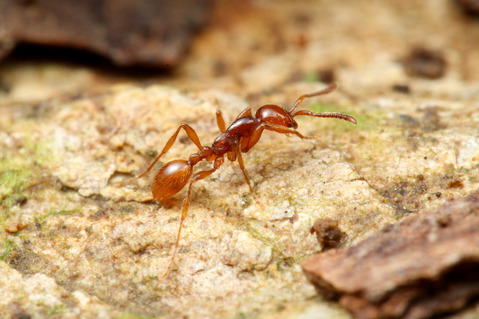 チャイロヒメサスライアリ