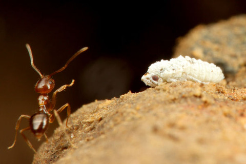 ���ᥤ������ȥ���