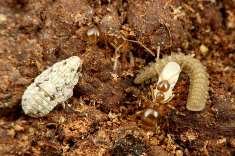 ¥¢¥á¥¤¥í¥¢¥ê¤ÎÁã¤ÇÊë¤é¤¹¥¦¥ó¥«