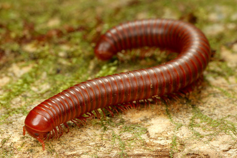 ²Æì¤Î¥ä¥¹¥Ç