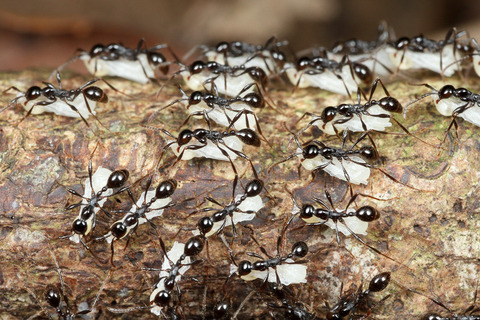 ツヤヒメサスライアリ