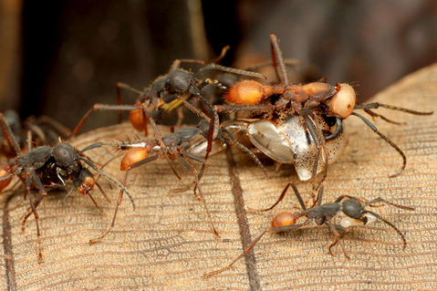 ���󥿥�����