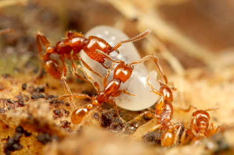 �ҥᥰ�󥿥�����Neivamyrmex sp.