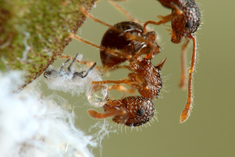 ÀãÃî¤Î°ìÀ¸