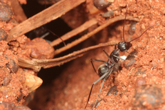 �����Υ���