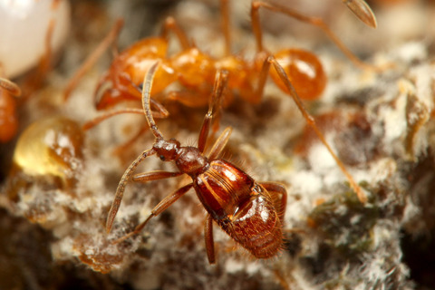 �ϥ��ꥢ����㡡����ť��ॷ