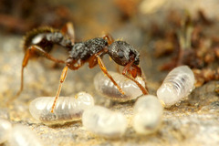 シワクシケアリ