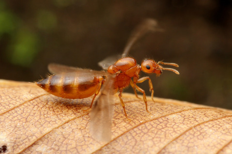 ���������ꥢ������η뺧����