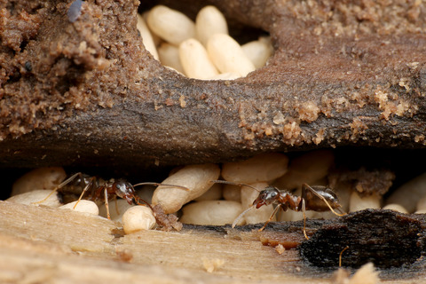 ナマクビノミバエ