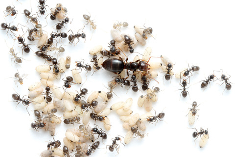 ���ᥤ��������