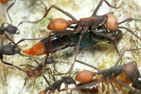 バーチェルグンタイアリEciton burchellii