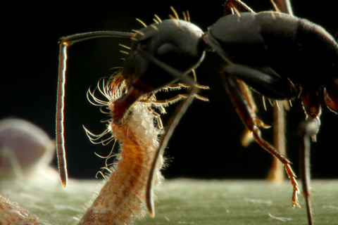クロシジミとクロオオアリ