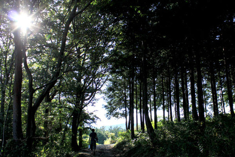 トゲアリが住む山