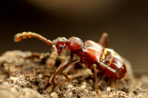 ヒゲカタアリヅカムシ