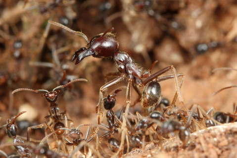 �ޥ륻���󥿥�����Labidus