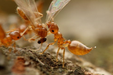 キイロシリアゲアリ Crematogaster osakensis