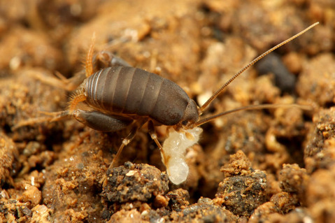 �ߥʥߥ���ť���������