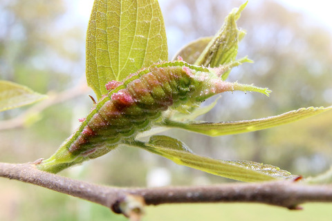 ¥¢¥«¥Ü¥·¥´¥Þ¥À¥é