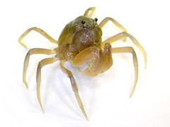 �ߥʥߥ���ĥ�����