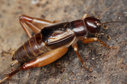マレーシアの直翅目