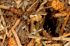 エゾアカヤマアリ