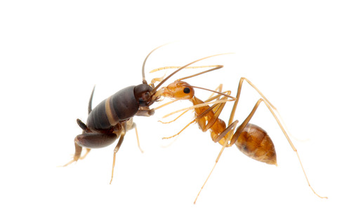 �������ӥ���ť���������