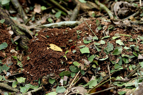 �ϥ��ꥢ�����