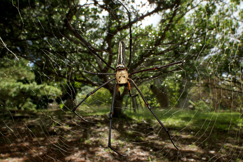 オオジョロウグモ