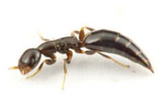 ���ꥬ���Х�