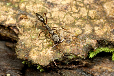 �����ȥ���