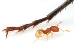 ���ĥΥ���